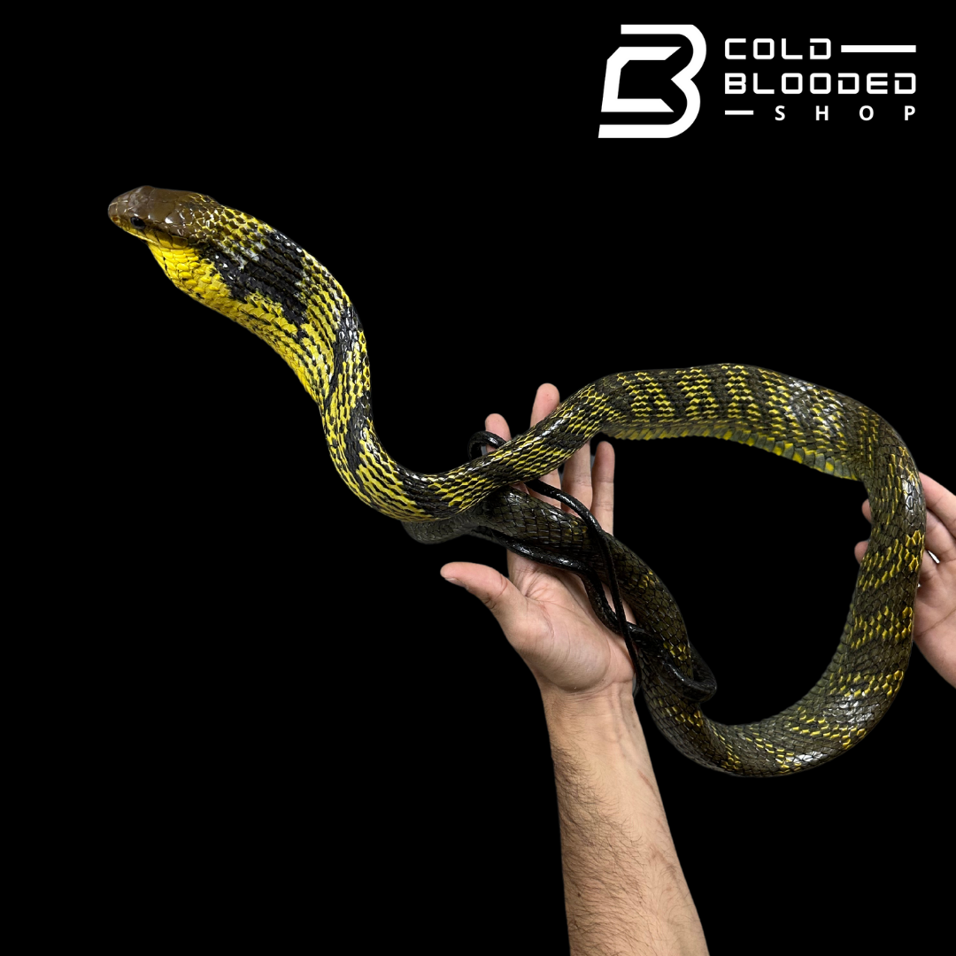 Amazon Puffing Snake - Spilotes sulphureus