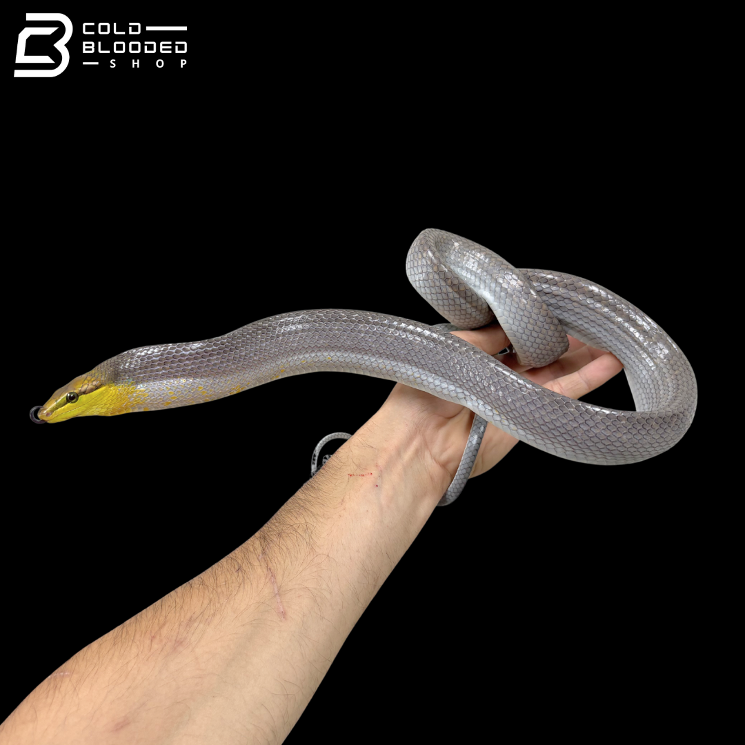 Silver Phase Red-tailed Green Rat Snakes - Gonyosoma Oxycephalum