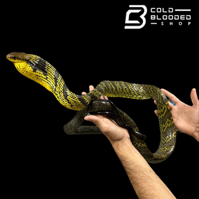 Amazon Puffing Snake - Spilotes sulphureus