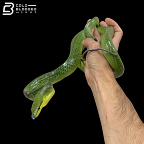 Red-tailed Green Rat Snakes - Gonyosoma Oxycephalum