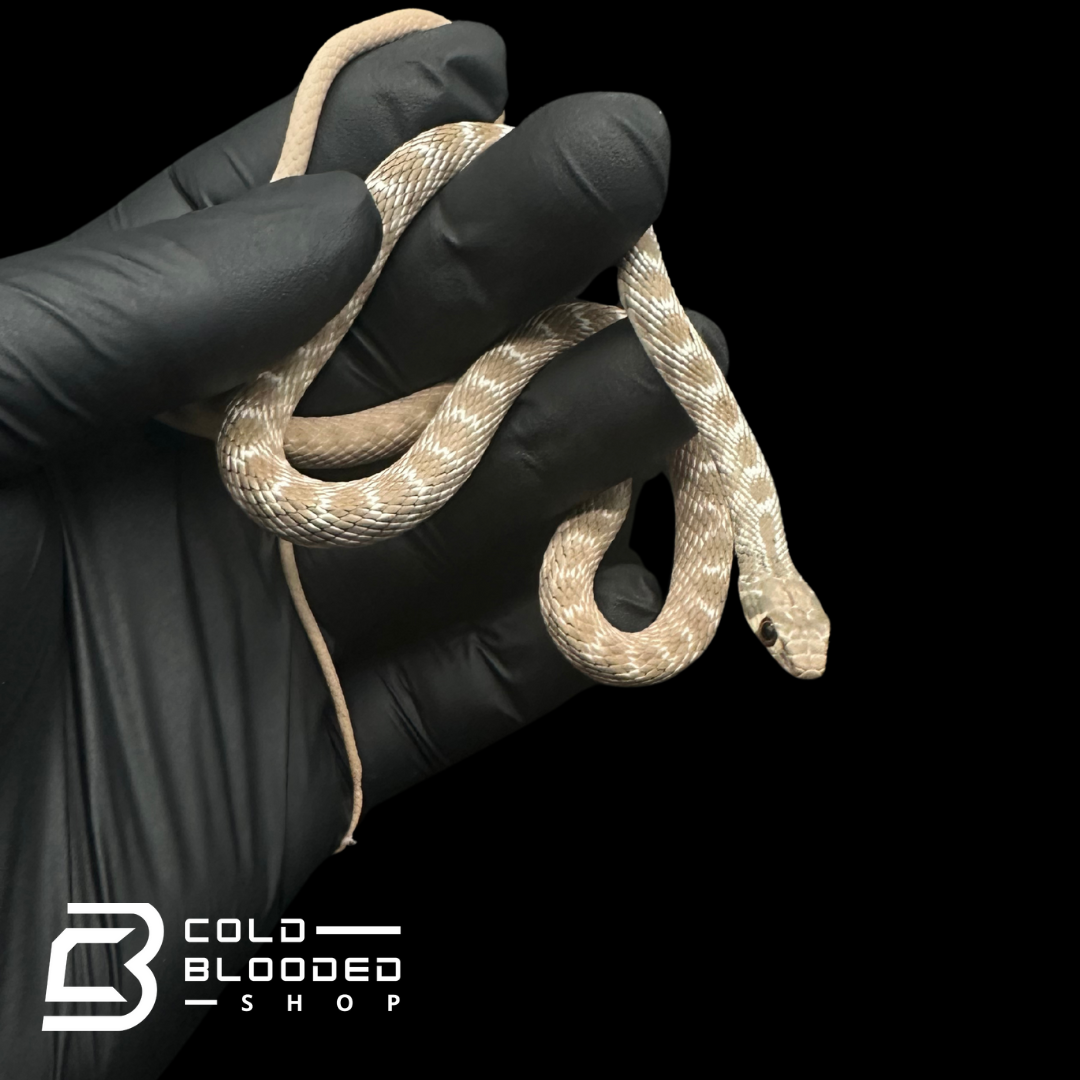 Rogers Racer - Platyceps rogersi