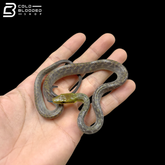 High Yellow Silver Phase Red-tailed Green Rat Snake - Gonyosoma Oxycephalum