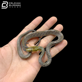 High Yellow Silver Phase Red-tailed Green Rat Snake - Gonyosoma Oxycephalum