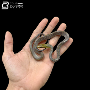 High Yellow Silver Phase Red-tailed Green Rat Snake - Gonyosoma Oxycephalum