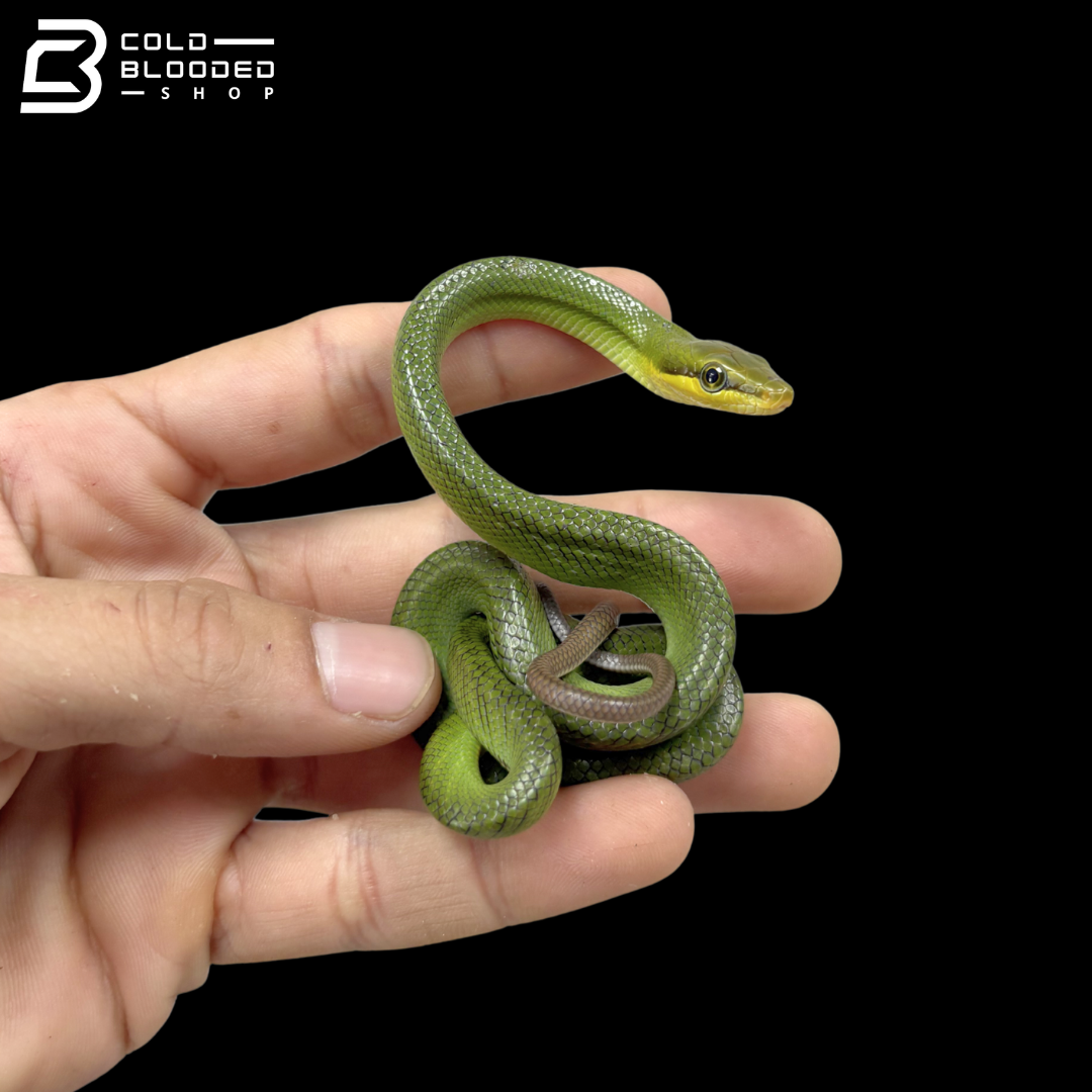 Baby Red-tailed Green Rat Snakes - Gonyosoma Oxycephalum