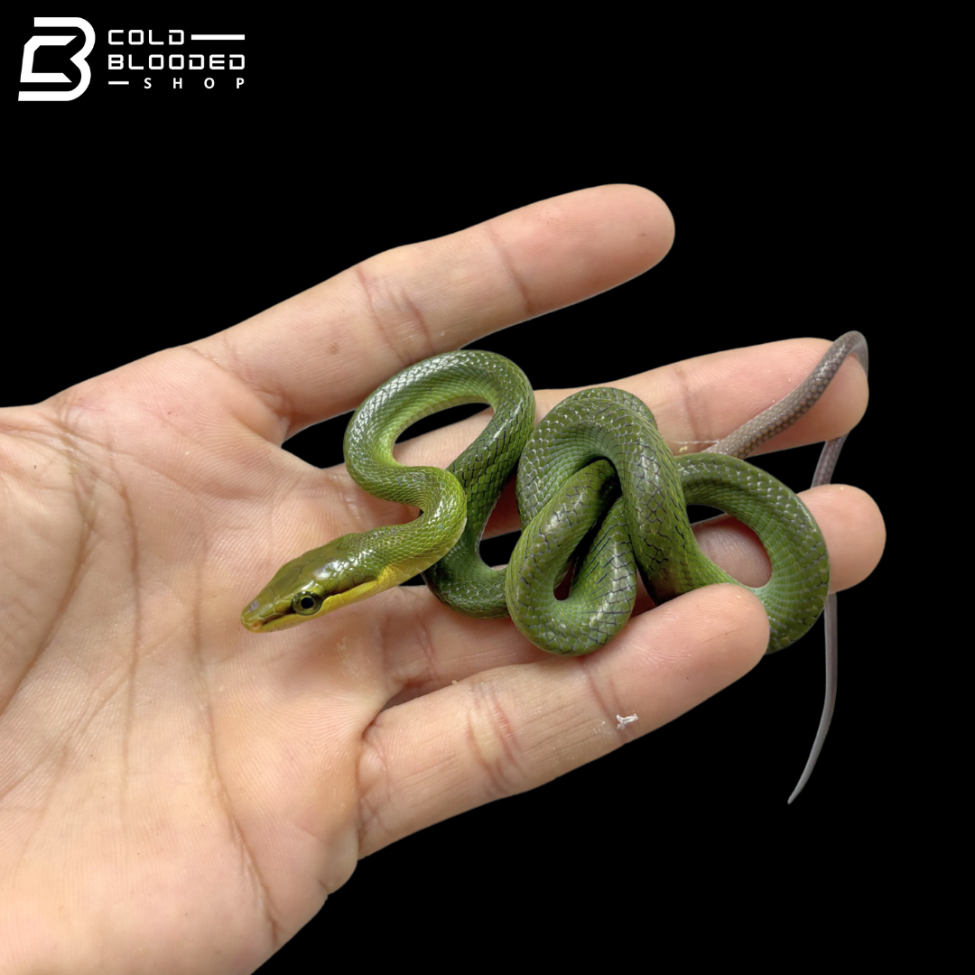 Baby Red-tailed Green Rat Snakes - Gonyosoma Oxycephalum
