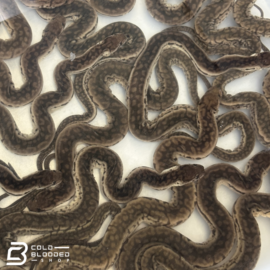 Elephant Trunk Snakes - Acrochordus javanicus