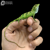 Indonesian False Bloodsucker - Pseudocalotes Tympanistriga