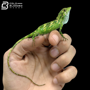 Indonesian False Bloodsucker - Pseudocalotes Tympanistriga