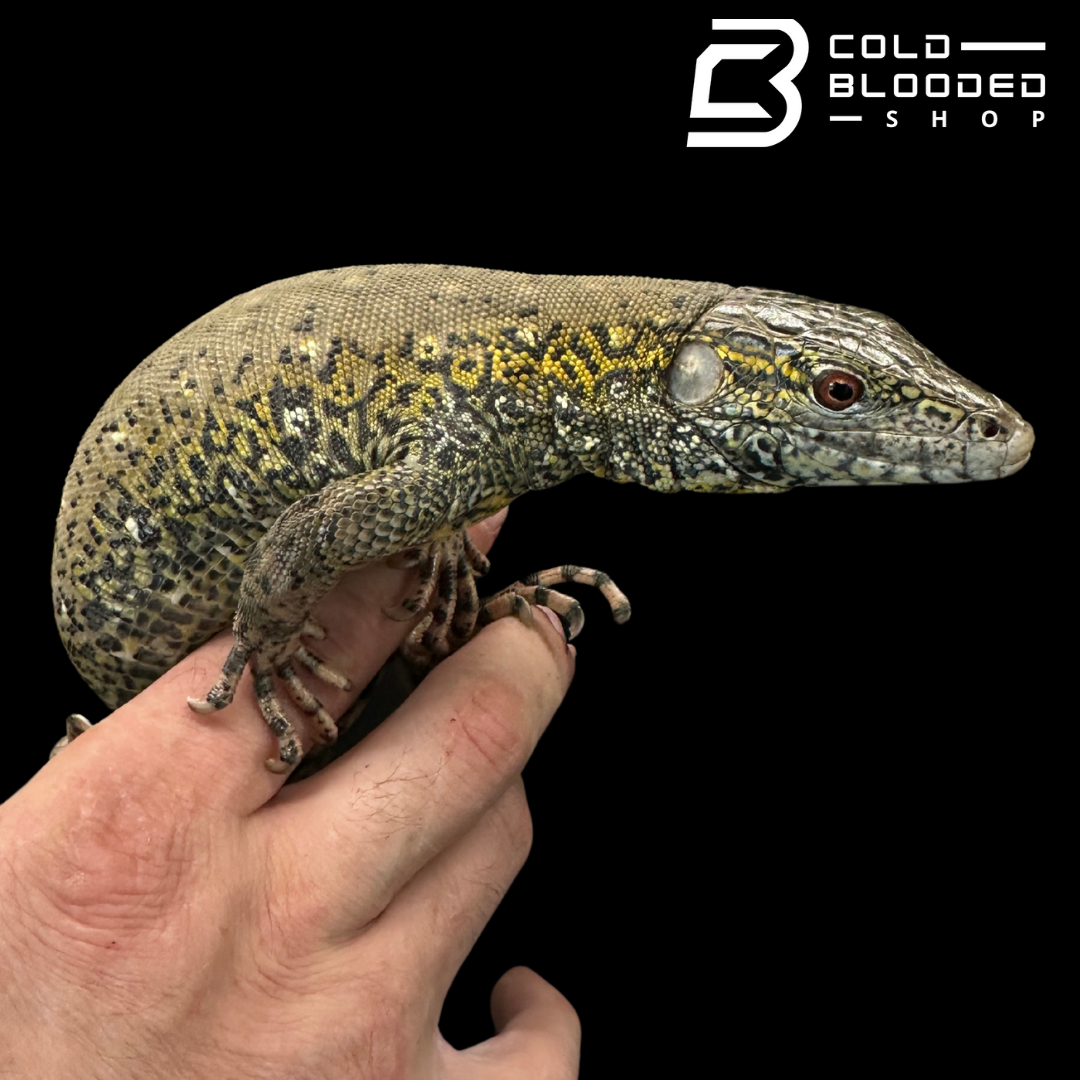 CBB Zoo stock Crocodile Tegu - Crocodilurus amazonicus