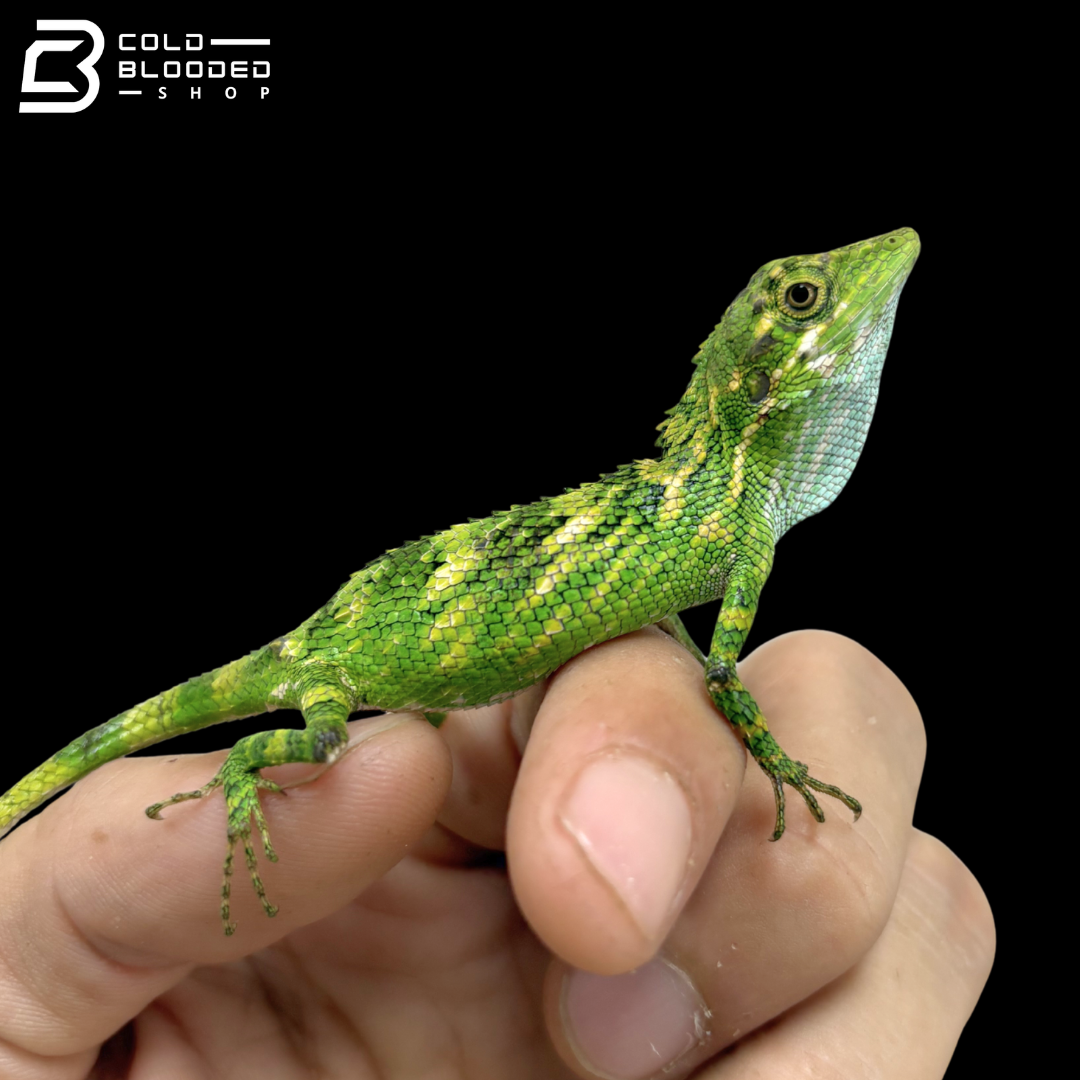 Indonesian False Bloodsucker - Pseudocalotes Tympanistriga