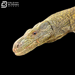 Adult Bonded Proven Pair - Sorong Local Crocodile Monitors