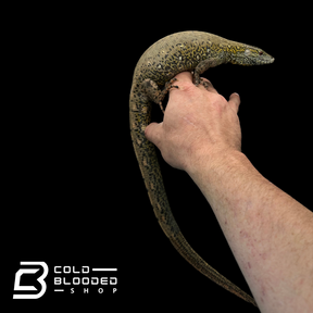 CBB Zoo stock Crocodile Tegu - Crocodilurus amazonicus