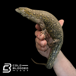 CBB Zoo stock Crocodile Tegu - Crocodilurus amazonicus