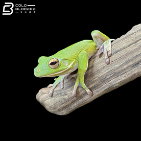 White-lipped Tree Frog - Sandyrana infrafrenata
