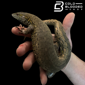CBB Zoo stock Crocodile Tegu - Crocodilurus amazonicus