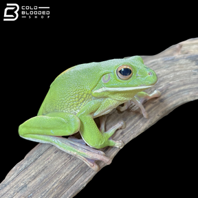 White-lipped Tree Frog - Sandyrana infrafrenata