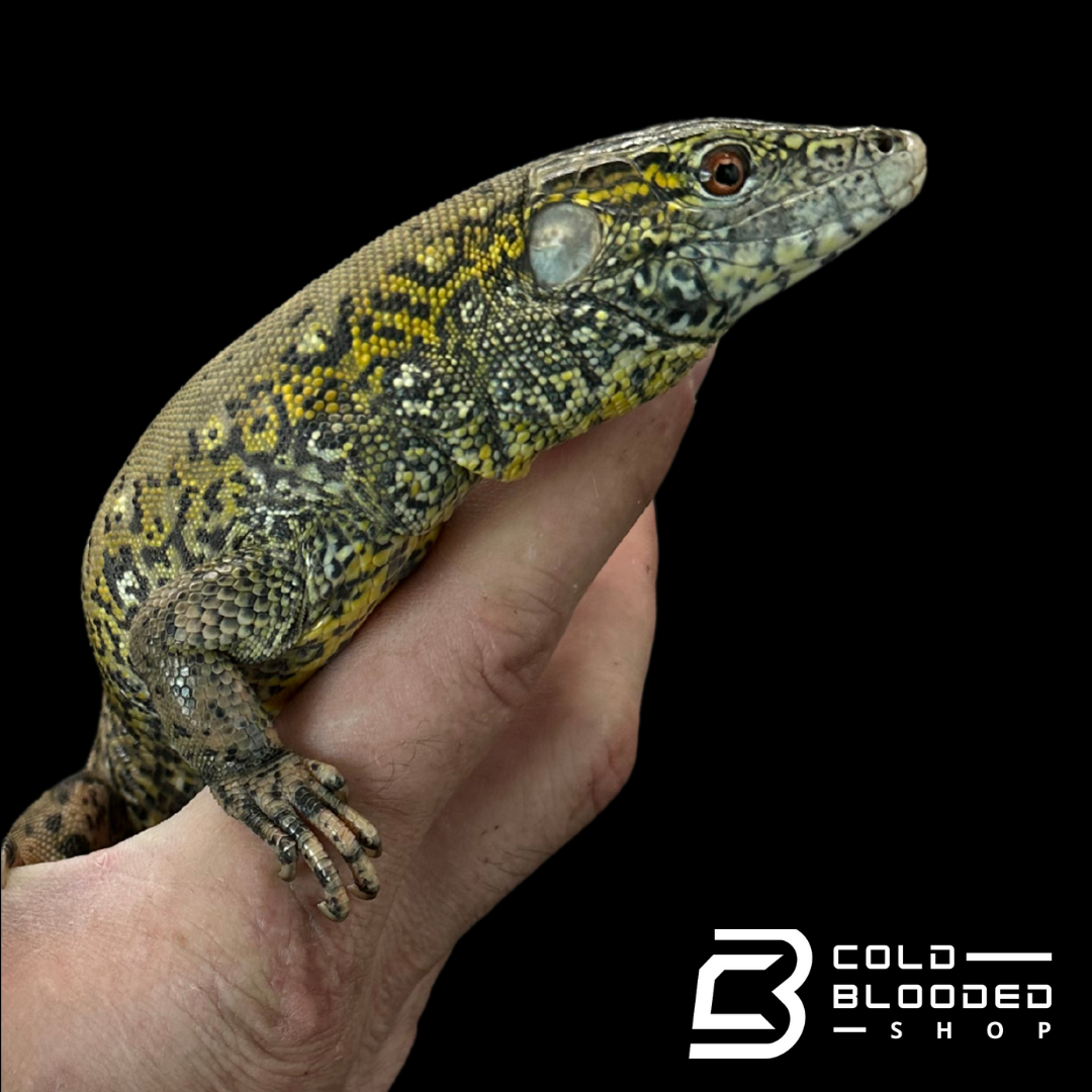 CBB Zoo stock Crocodile Tegu - Crocodilurus amazonicus