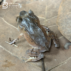 Javan Horned Frogs - Megophrys Montana