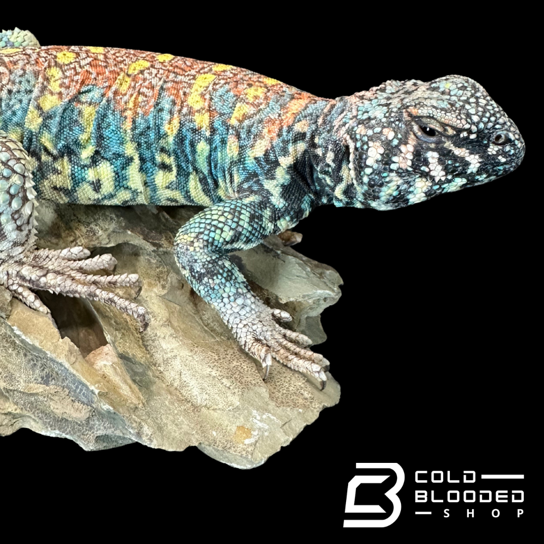 Adult Male Ornate Uromastyx - Uromastyx ornata