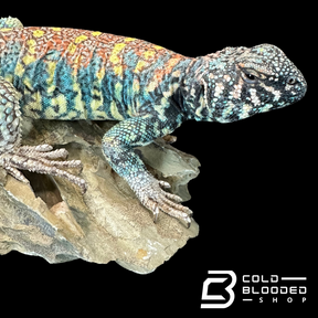 Adult Male Ornate Uromastyx - Uromastyx ornata