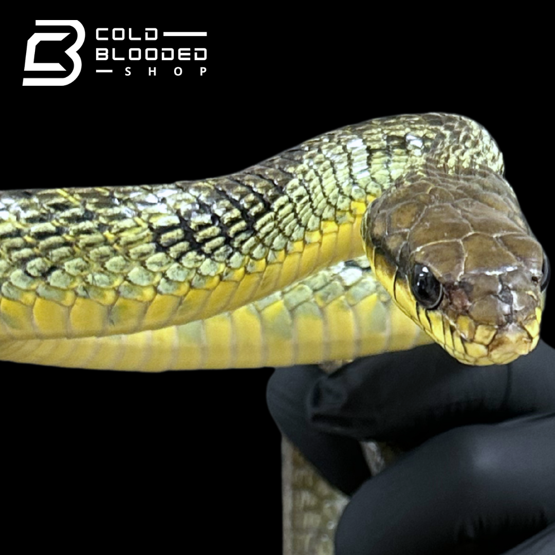 Female "blue" Amazon Puffing Snake - Spilotes sulphureus