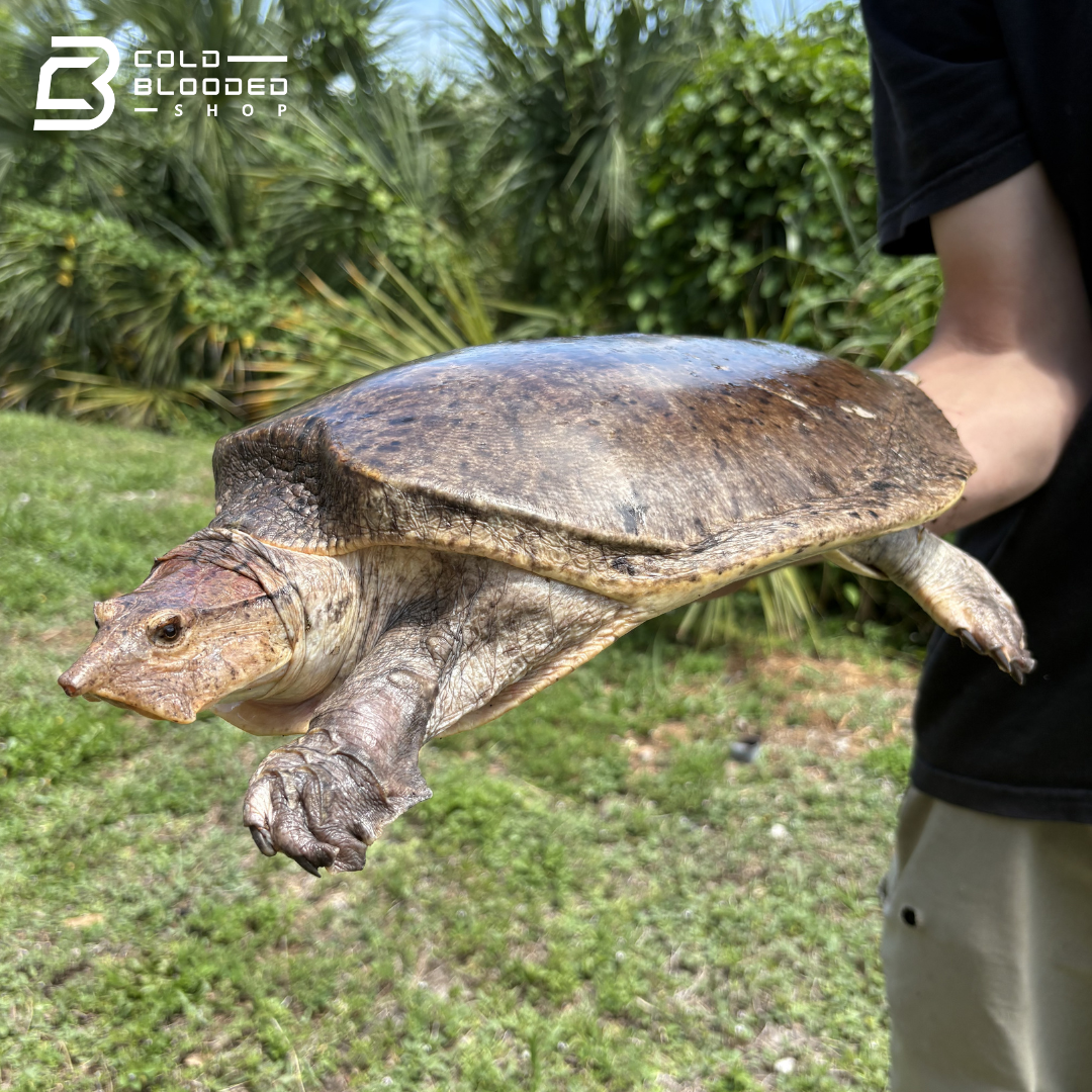 Aubry's Flapshell Turtle - Cycloderma Aubryi