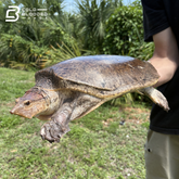 Aubry's Flapshell Turtle - Cycloderma Aubryi