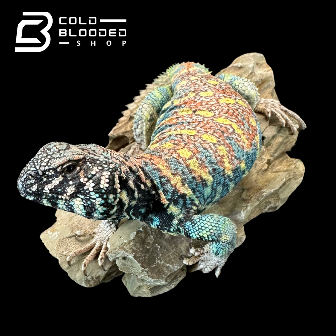 Adult Male Ornate Uromastyx - Uromastyx ornata