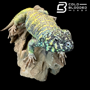 Adult Male Ornate Uromastyx - Uromastyx ornata
