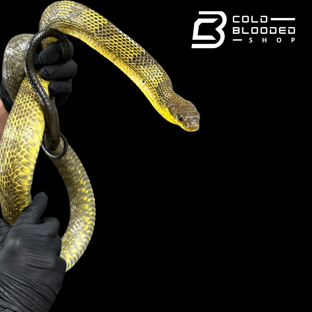 Amazon Puffing Snake female - Spilotes sulphureus