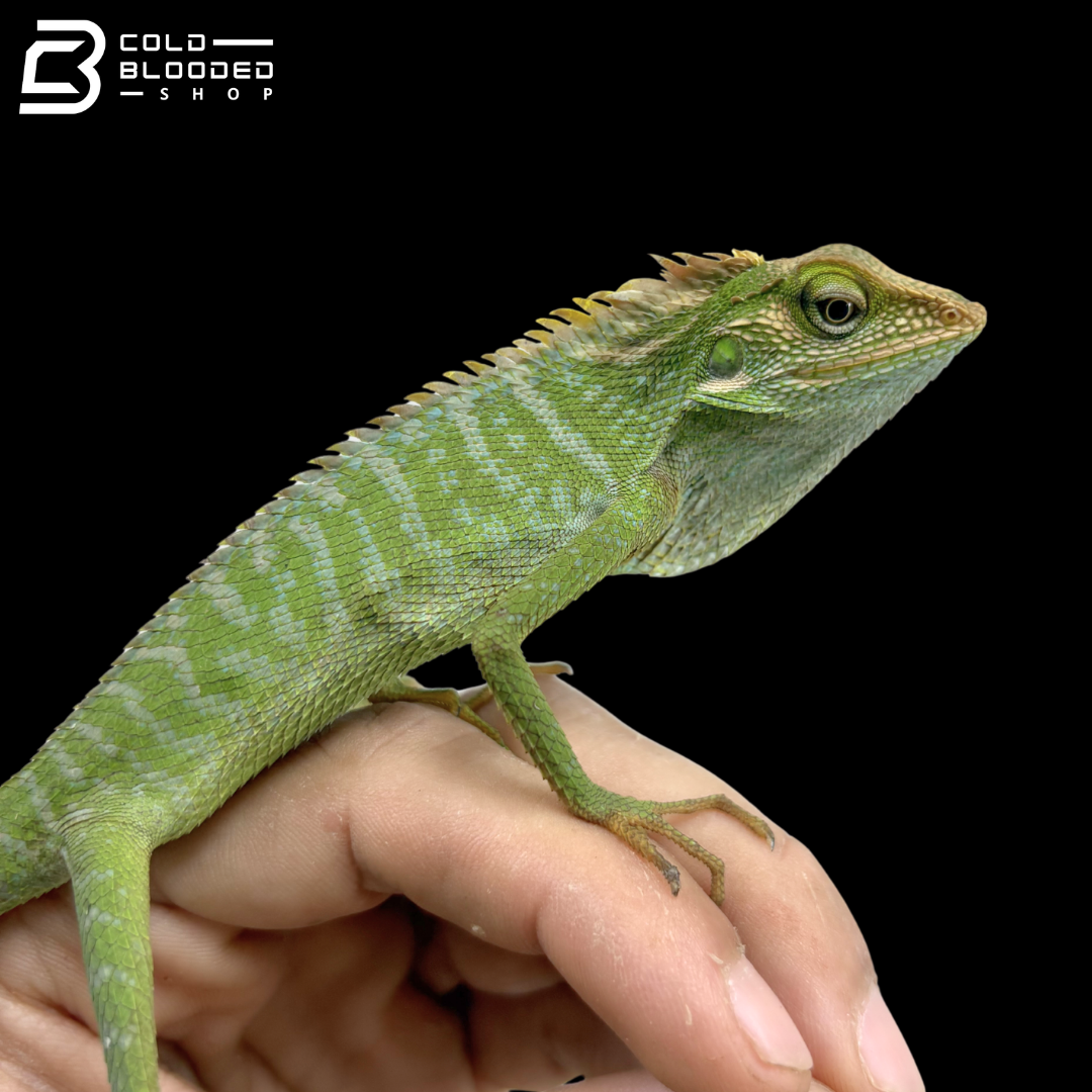 Green Crested Lizards - Bronchocela Cristatella