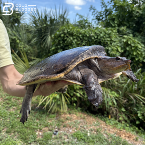 Aubry's Flapshell Turtle - Cycloderma Aubryi