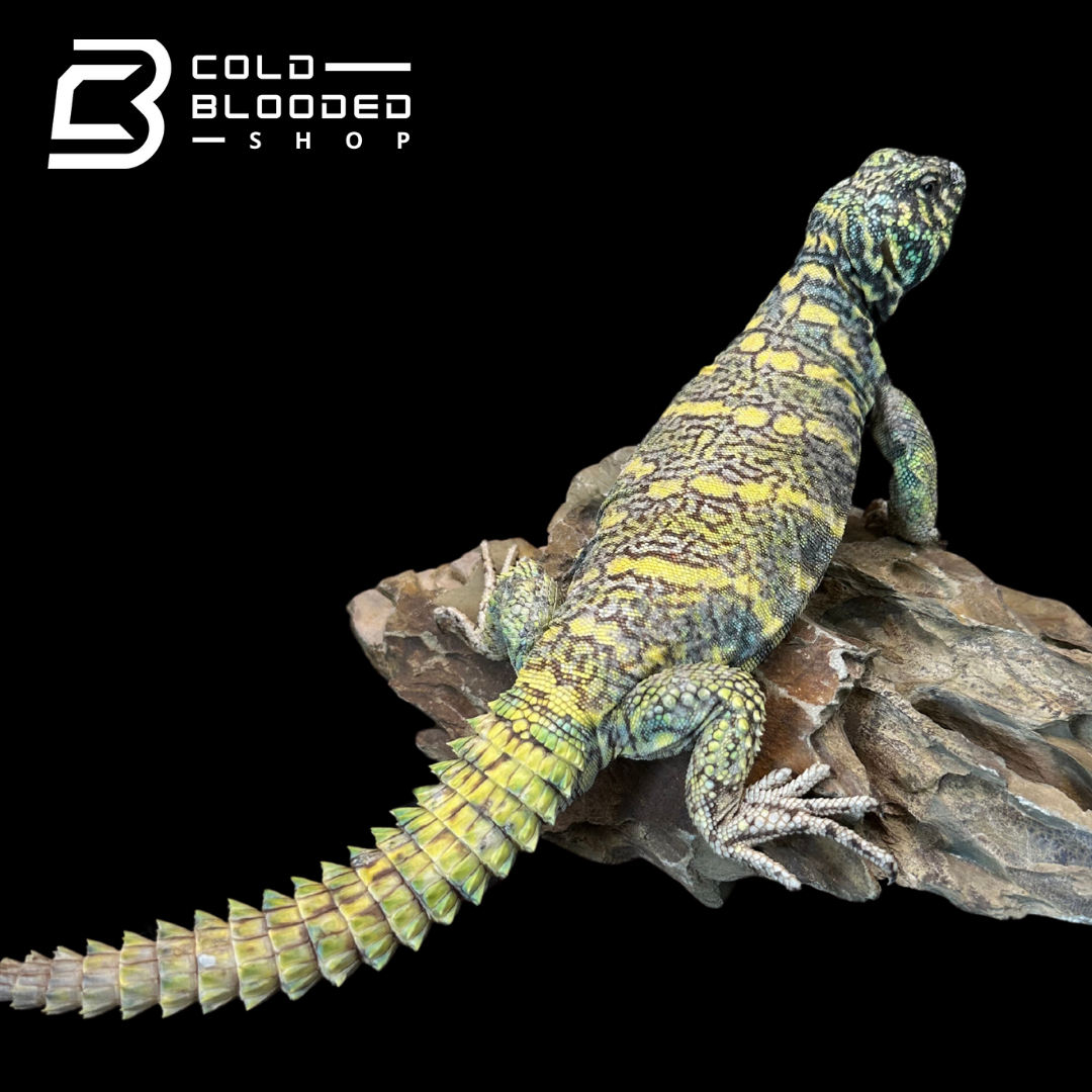 Adult Male Ornate Uromastyx - Uromastyx ornata