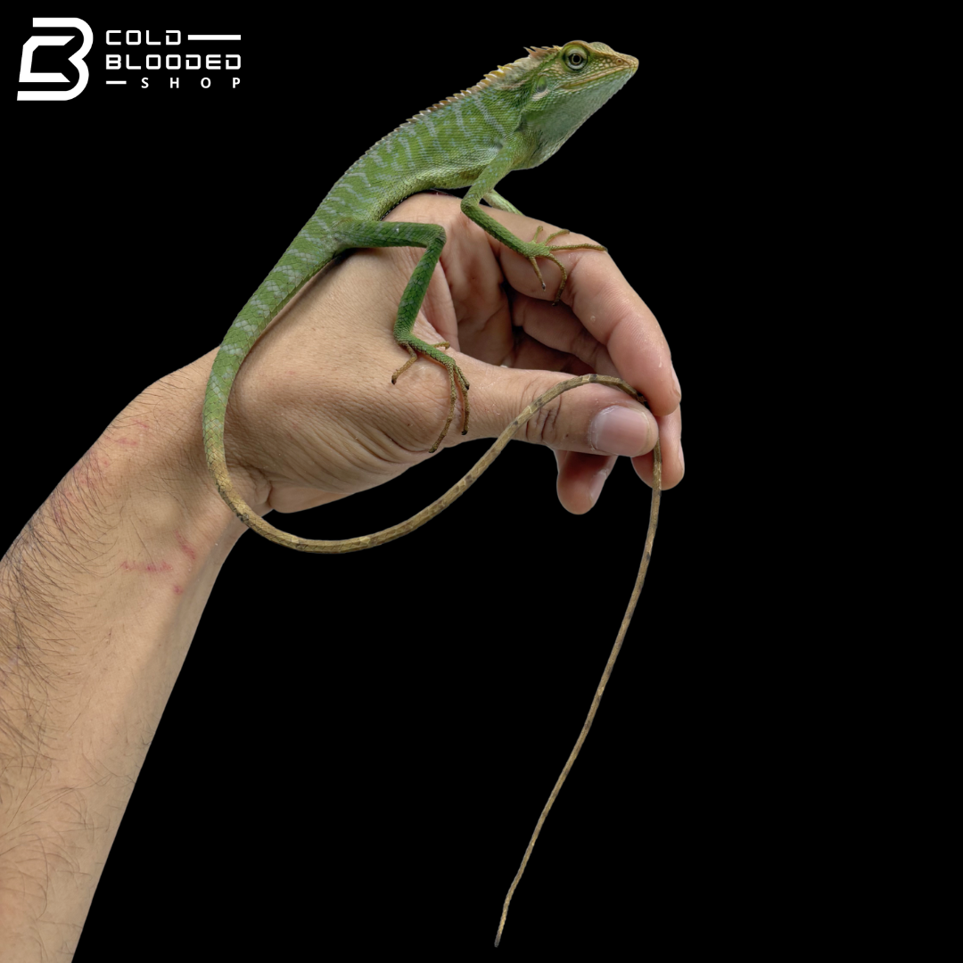 Green Crested Lizards - Bronchocela Cristatella