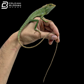 Green Crested Lizards - Bronchocela Cristatella