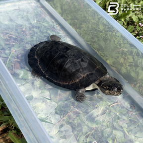 West African Black Mud Turtles - Pelusios Niger