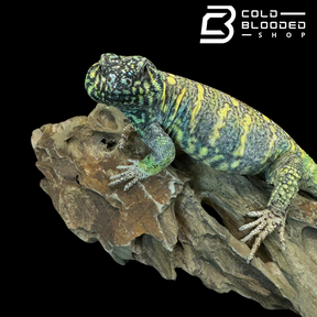 Adult Male Ornate Uromastyx - Uromastyx ornata