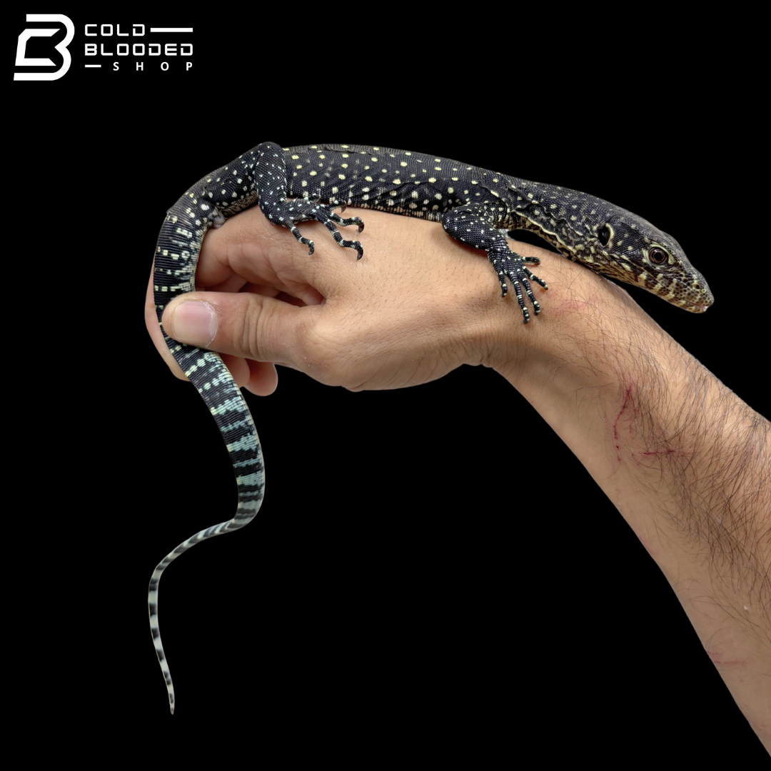 Jayapura Blue Tailed Monitor - Varanus Doreanus