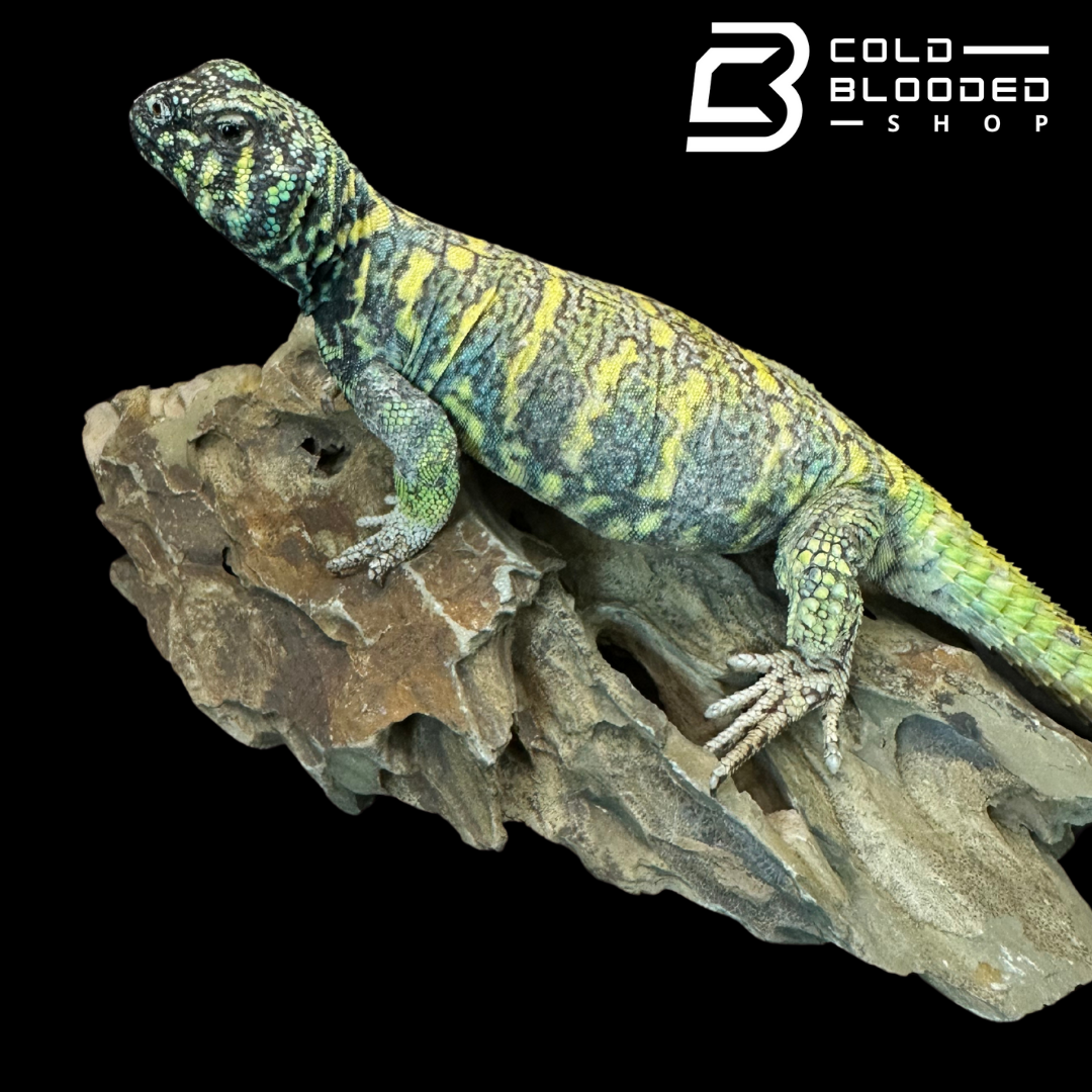 Adult Male Ornate Uromastyx - Uromastyx ornata