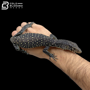 Jayapura Blue Tailed Monitor - Varanus Doreanus
