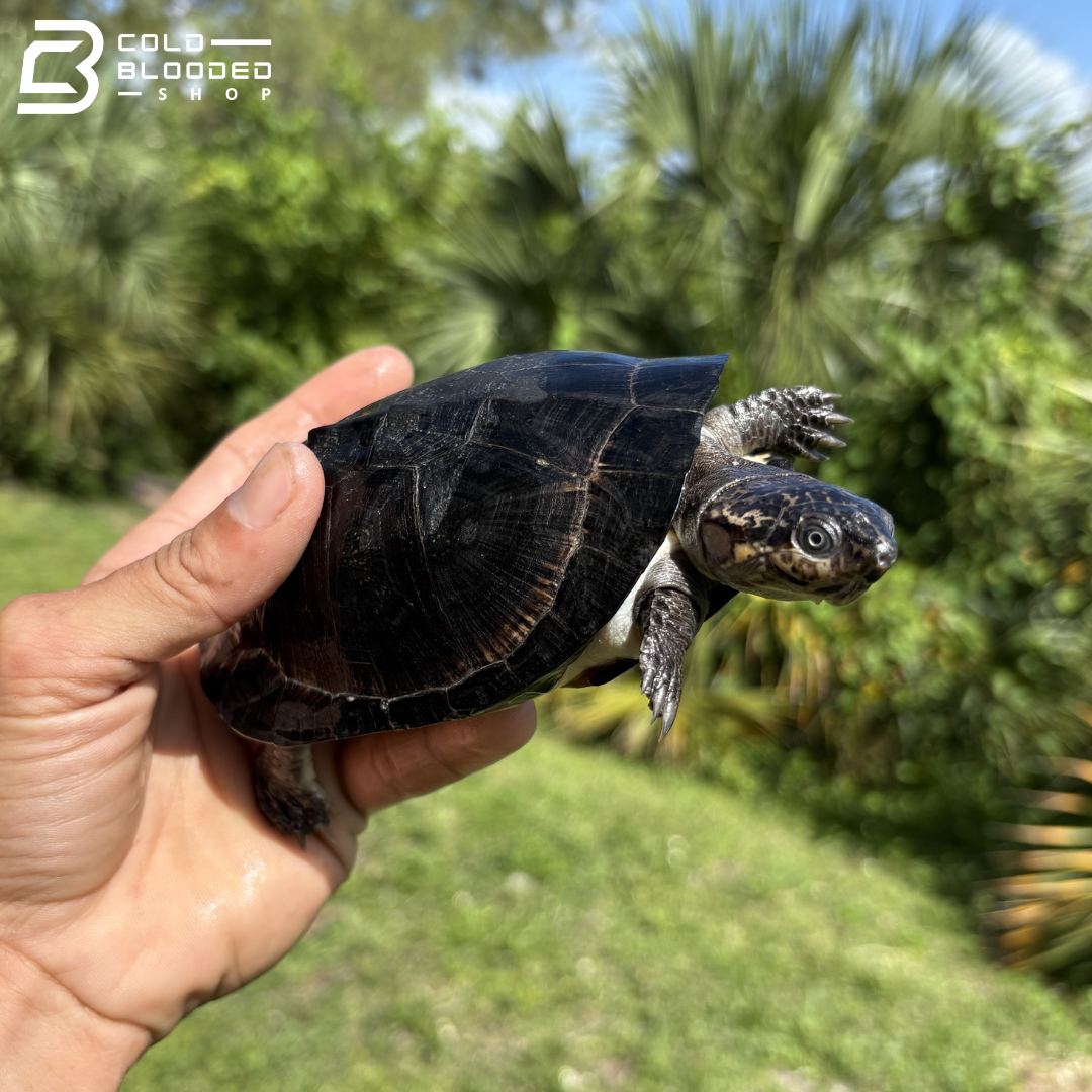 West African Black Mud Turtles - Pelusios Niger