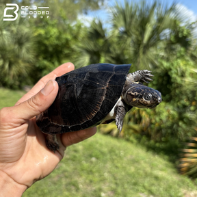 West African Black Mud Turtles - Pelusios Niger