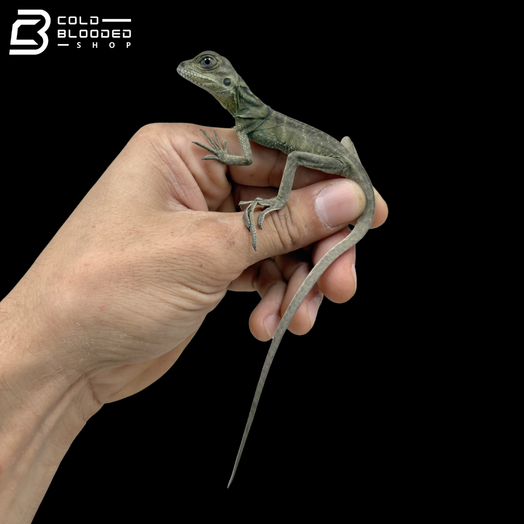 Baby Ambon Sailfin Dragons - Hydrosaurus Amboinensis