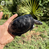 West African Black Mud Turtles - Pelusios Niger