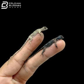 Baby Common Flying Dragons - Draco Volans
