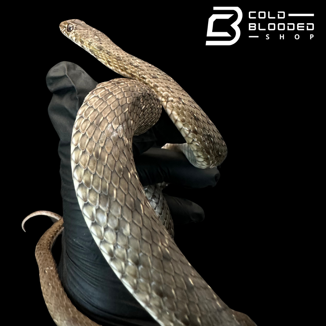Montpellier Snakes - Malpolon monspessulanus