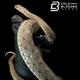 Montpellier Snakes - Malpolon monspessulanus