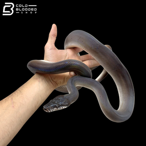 Southern White Lipped Pythons - Bothrochilus meridionalis