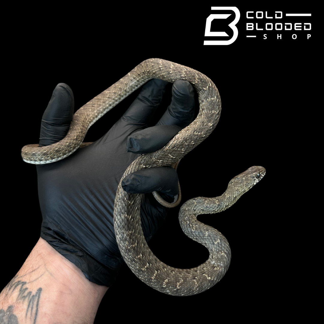 Montpellier Snakes - Malpolon monspessulanus